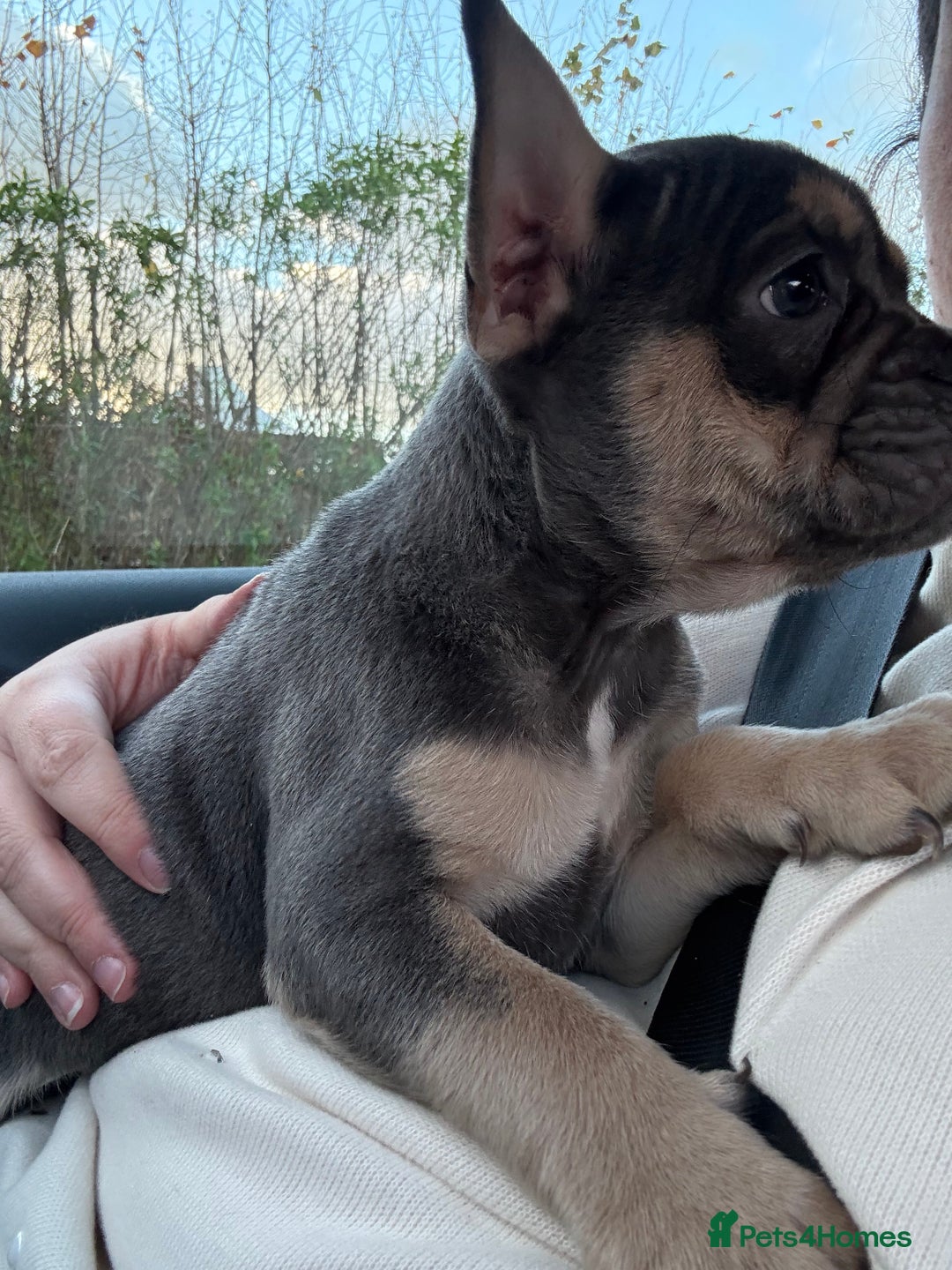 French Bulldog dogs for sale: French bulldog pup - Advert 6