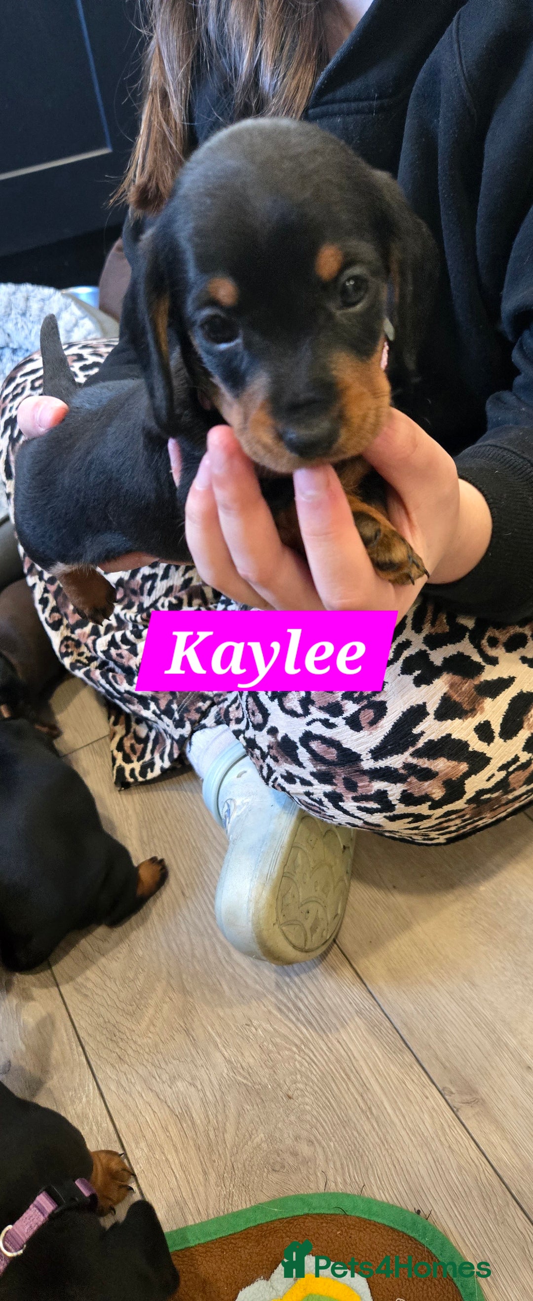 Dachshund dogs for sale: Beautiful Daxis - Advert 13