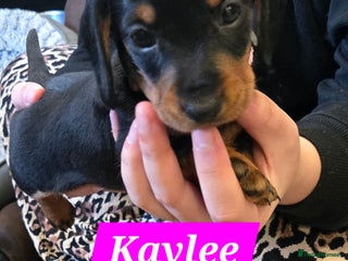 Dachshund dogs Beautiful Daxis - Advert 11