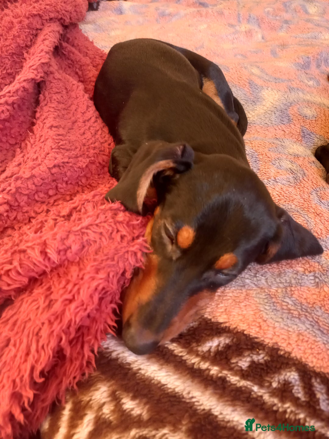 Dachshund dogs for sale: Dachsunds 3/4 breed - Advert 2