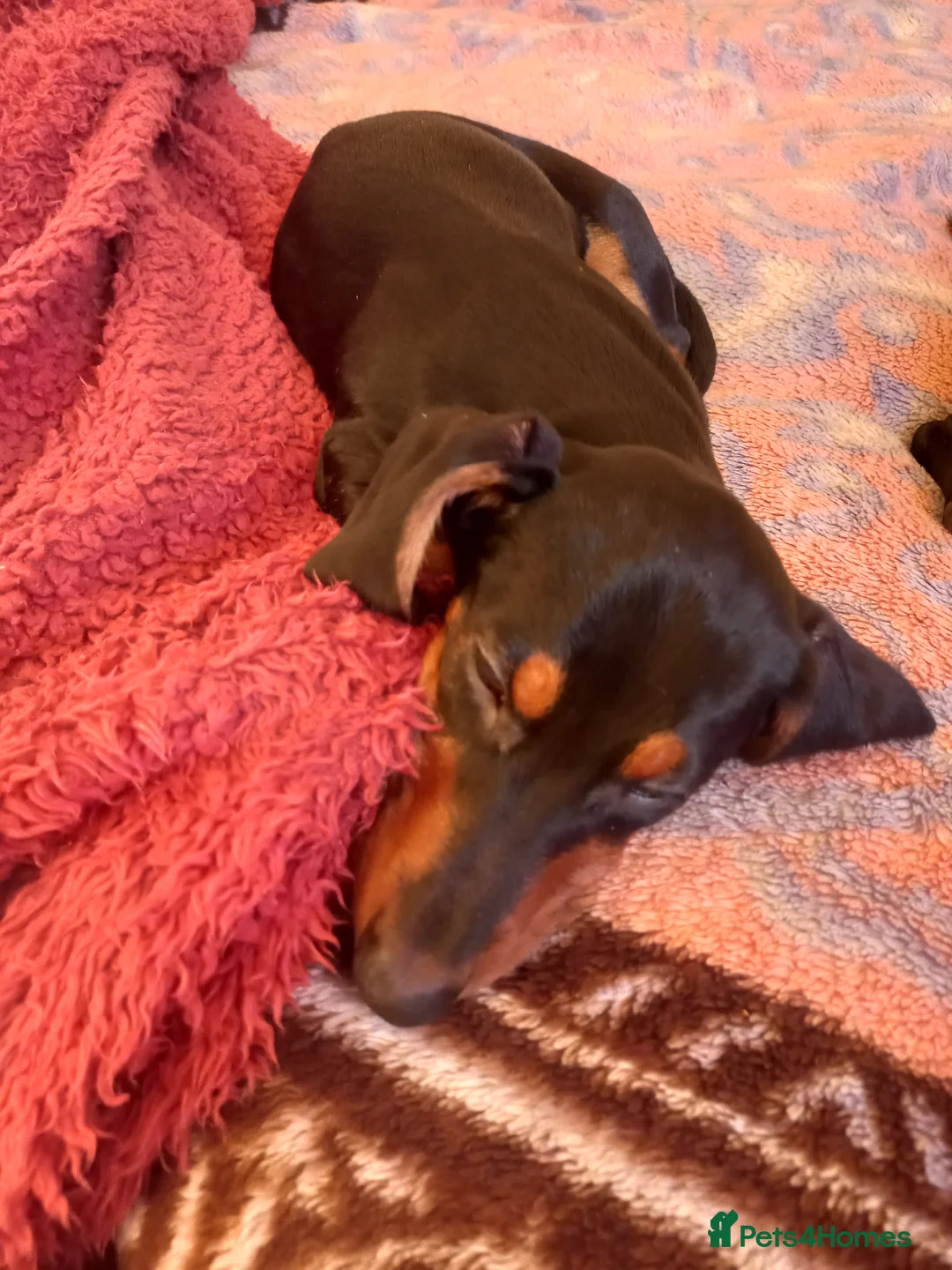 Dachshund dogs for sale: Dachsunds 3/4 breed - Advert 2