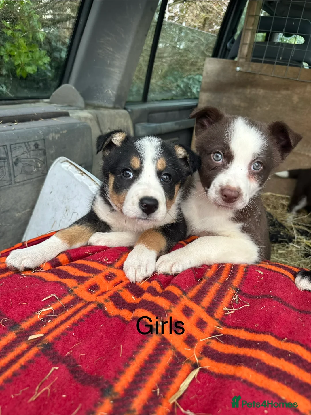 Border Collie dogs for sale: For sale 6 beautiful border collies puppies  - Advert 10