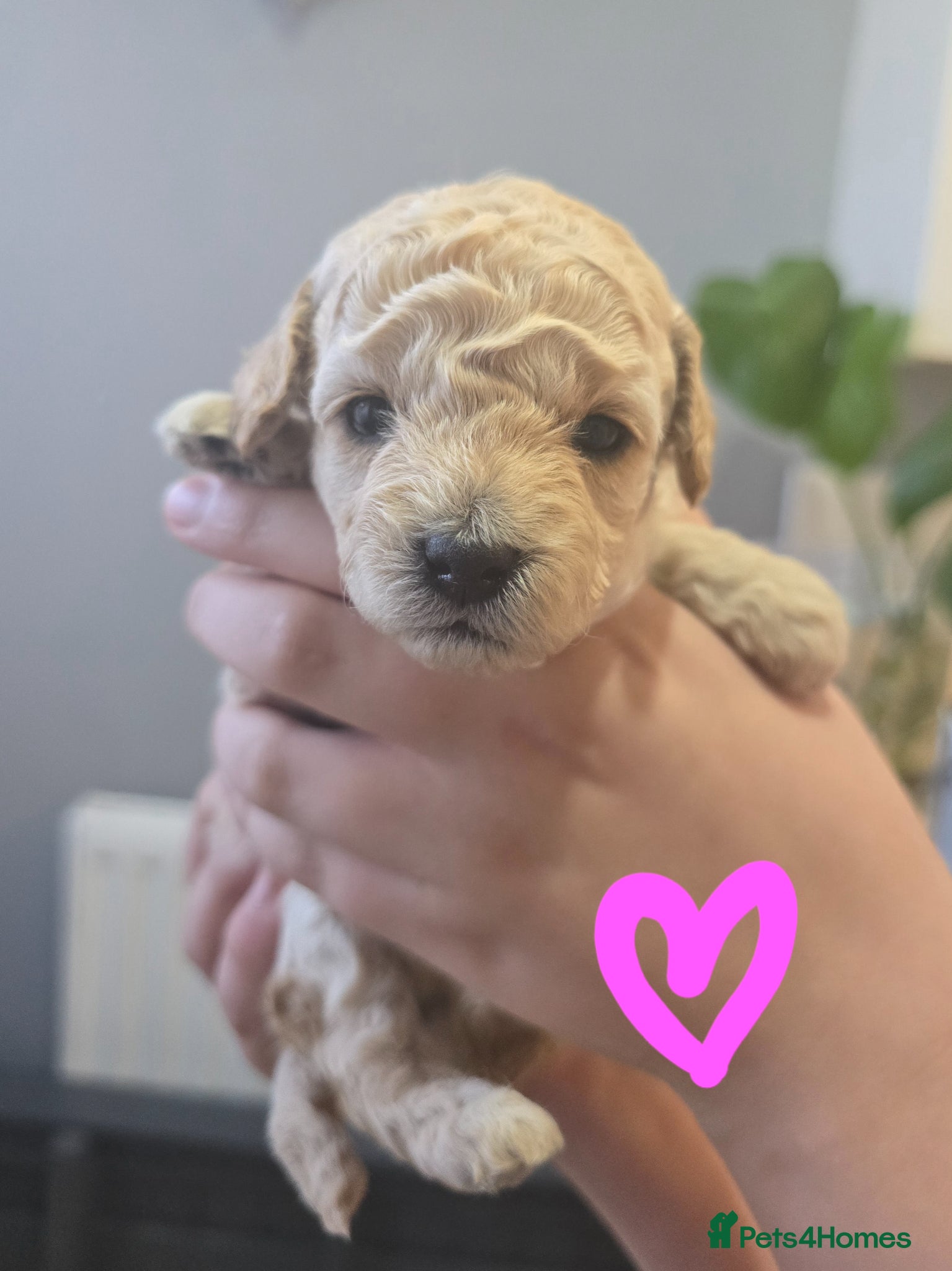Mixed Breed dogs for sale: Toy poodle x Mini Poodle in Sheffield - Advert 10