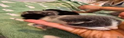 Mixed Breed cats for sale: Kittens girls and boy adorable mixed breed - Advert 4