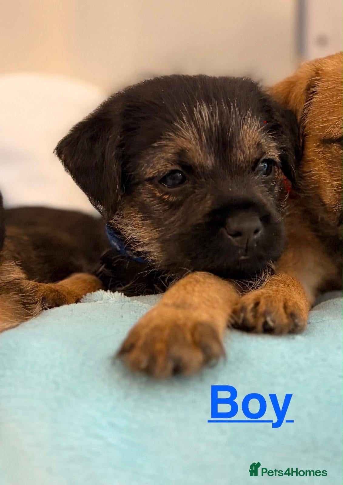 Border Terrier dogs Kc registered border terrier puppies - Advert 1