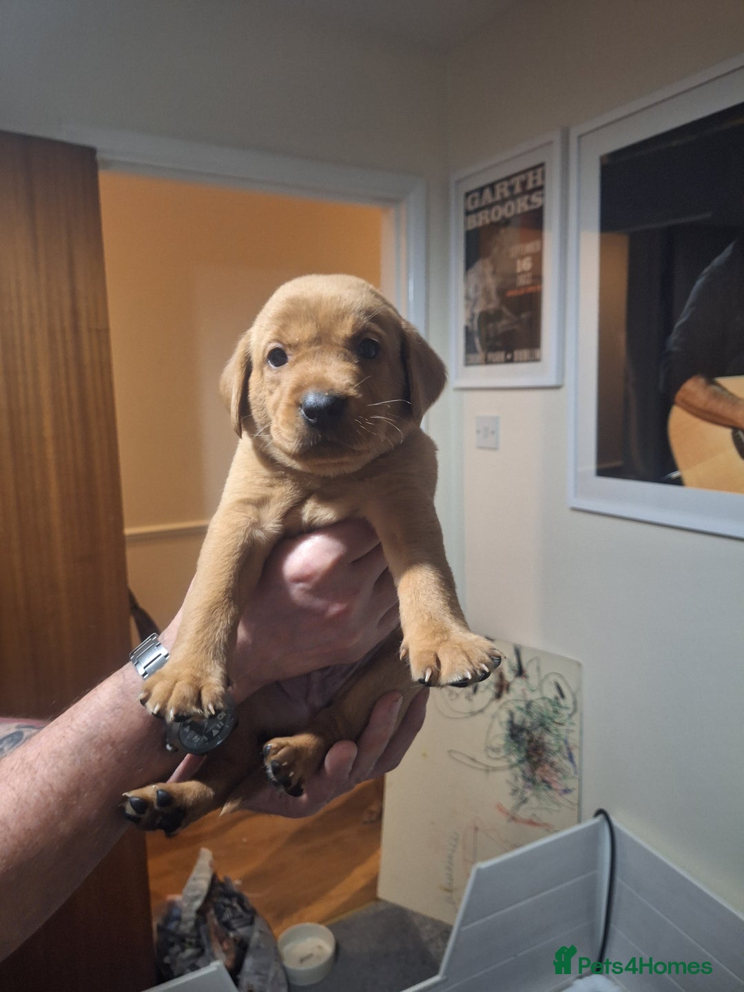 Labrador Retriever dogs for sale: Fox red labrador  - Advert 7