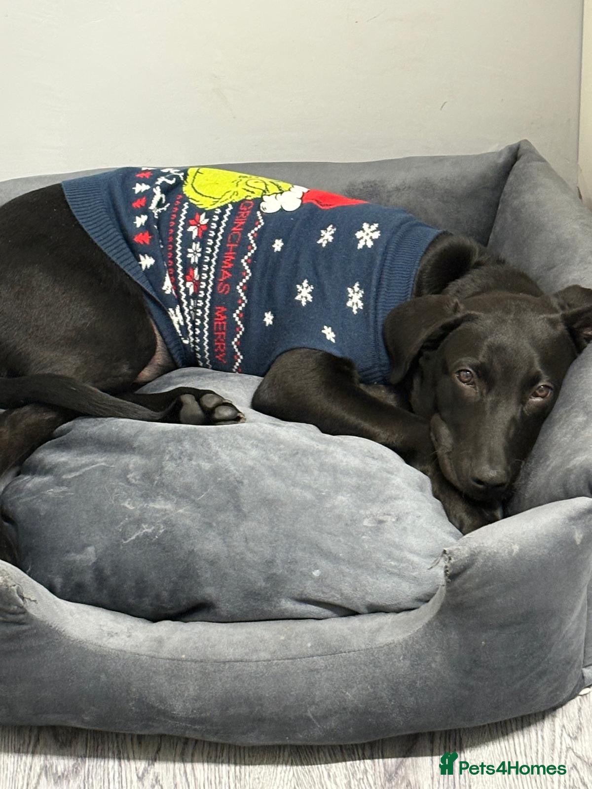 Mixed Breed dogs Labrador male 6 months old  - Advert 2