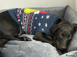 Mixed Breed dogs Labrador male 6 months old - Advert 2