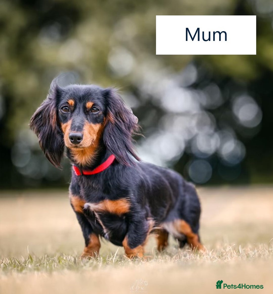 Miniature Dachshund dogs for sale: Stunning Kc Reg Long Hair Mini Dachshund puppies - Image 12