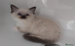 Ragdoll cats for sale: RAGDOLLS GIRLS BOYS BICOLOUR SEAL POINT BLUE EYES  - Image 11