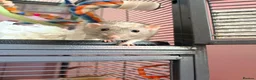 Rat rodents for sale: 5 rats for sale, three group and separate 2 rats - Advert 2