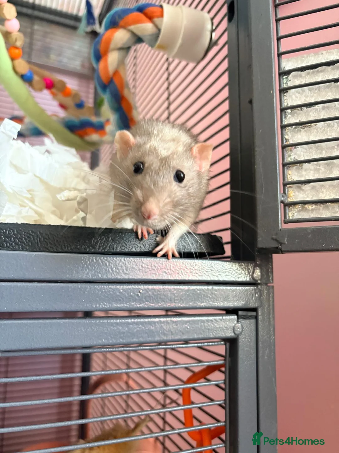 Rat rodents for sale: 5 rats for sale, three group and separate 2 rats - Advert 2