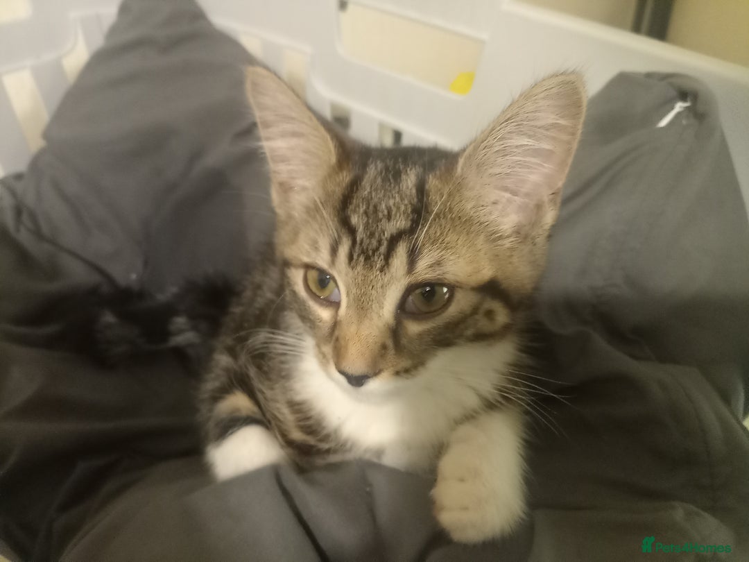 Tibetan cats for sale: Tabby kitten for sale - Image 7