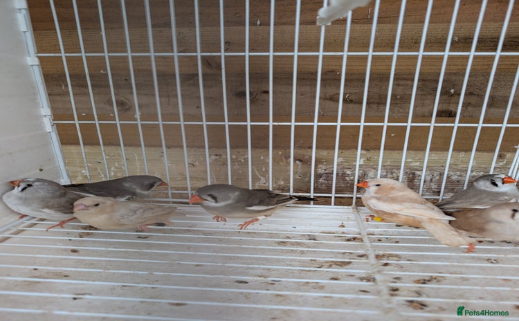 Finches birds - Advert 11