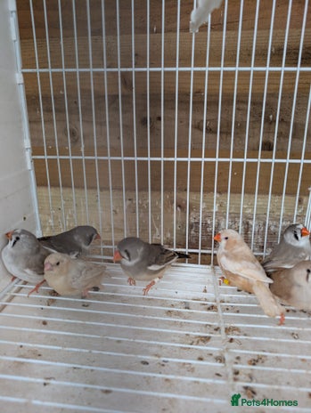 Finches birds - Advert 5