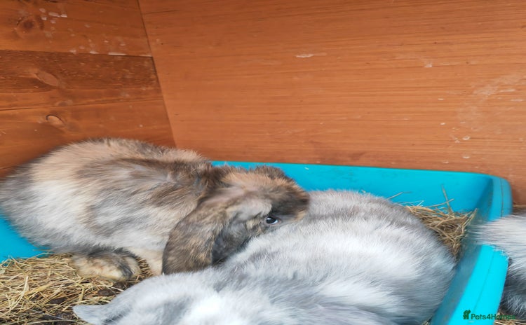 Mini Lop rabbits - Advert 1