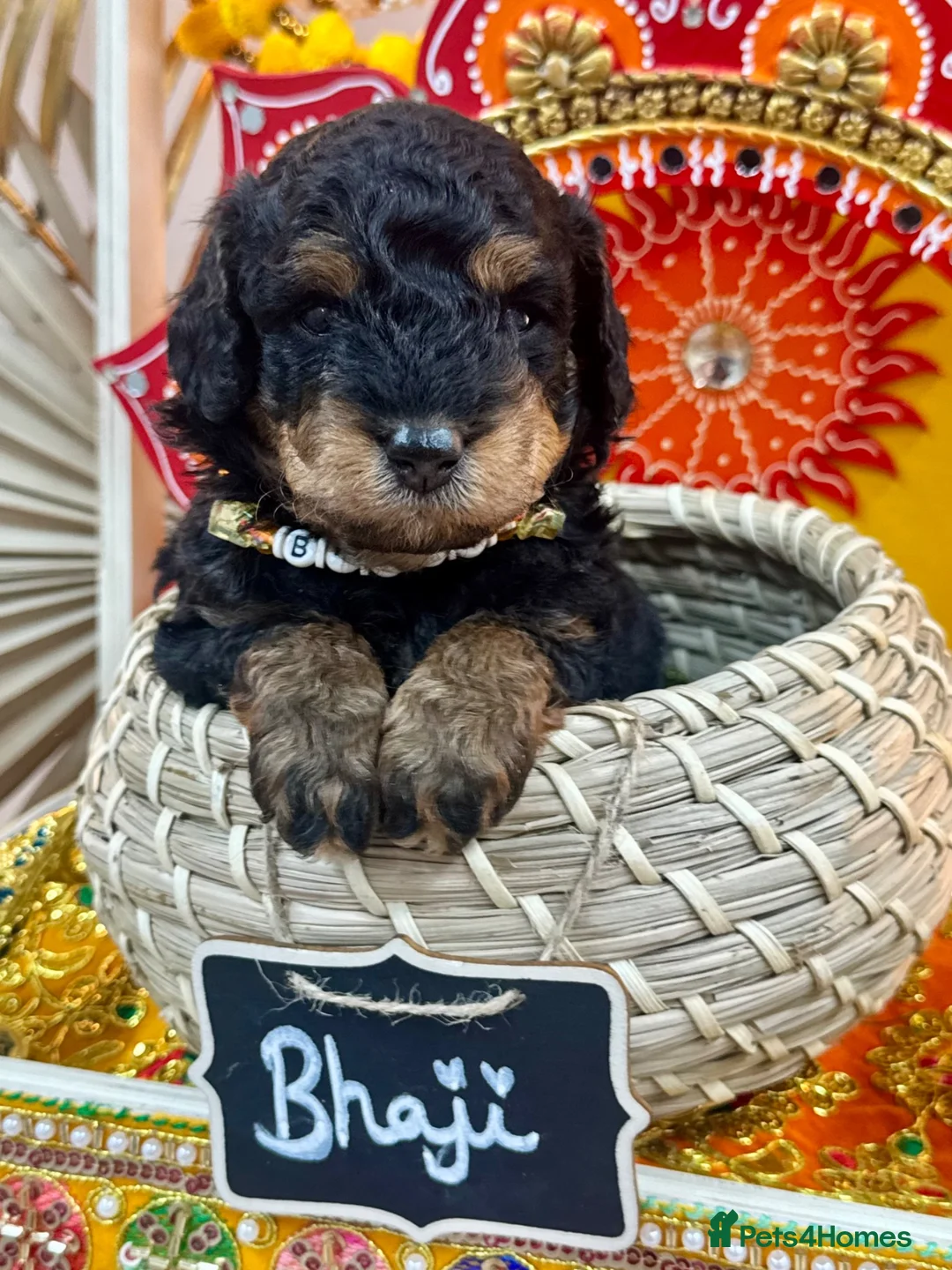 Toy Poodle dogs for sale: 🐾 KC Toy Poodle Puppies - Beautiful Colours 🐾 - Advert 2