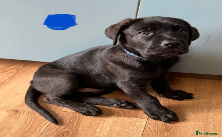 Mixed Breed dogs - Advert 1