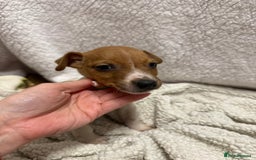 Jack Russell dogs for sale: 4 jack Russell puppies  - Advert 8