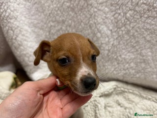 Jack Russell dogs Beautiful bold jack Russell male - Advert 14