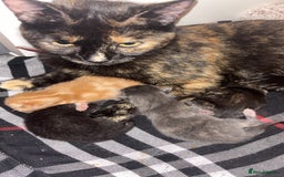 Mixed Breed cats for sale: 2 male 2 female kittens  - Image 6