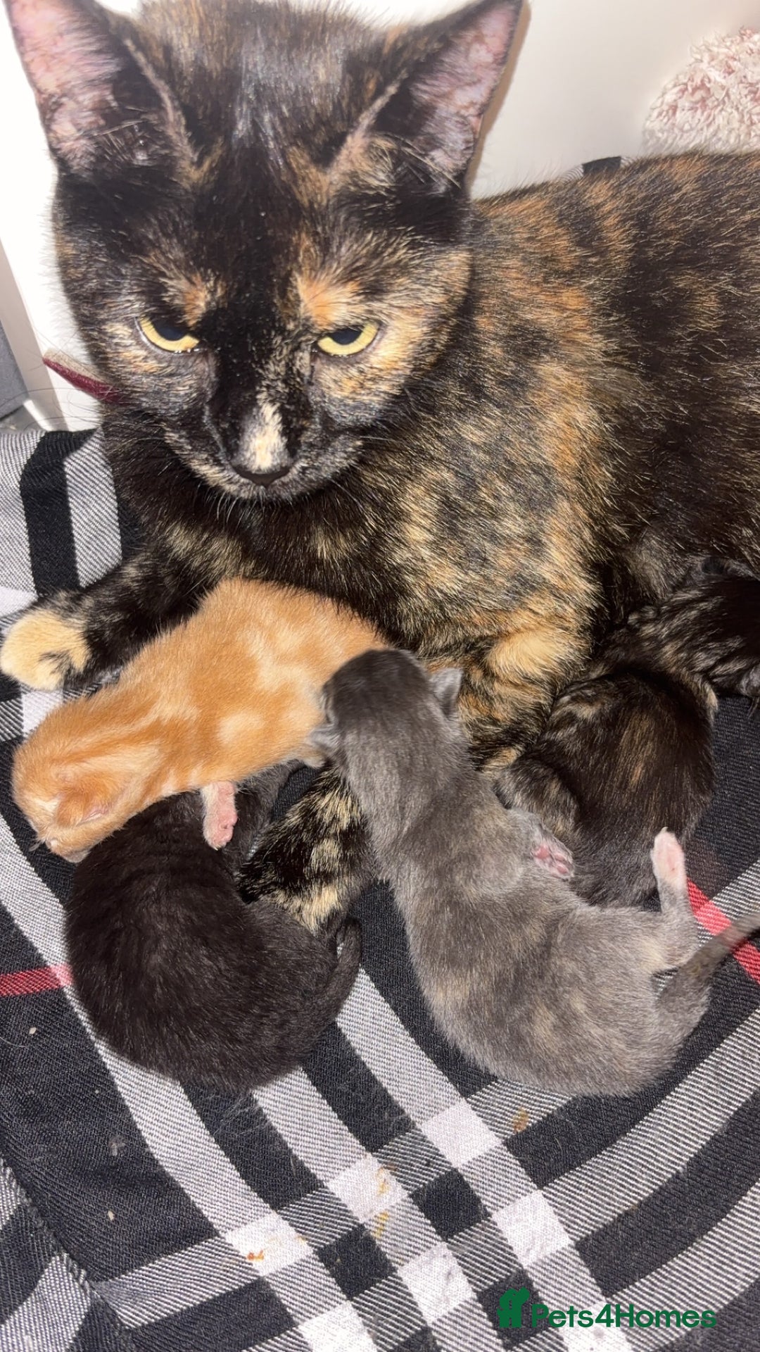 Mixed Breed cats for sale: 2 male 2 female kittens  - Image 6