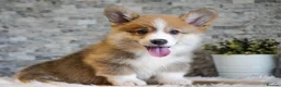 Welsh Corgi Pembroke dogs for sale: Welsh Corgi (Pembroke) - Advert 11