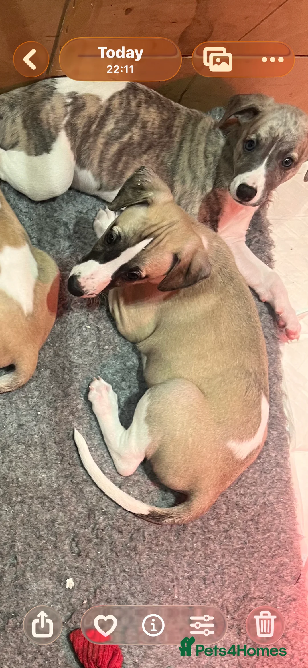 Whippet dogs for sale: KC REGISTERED Whippet puppies for Sale - Advert 10