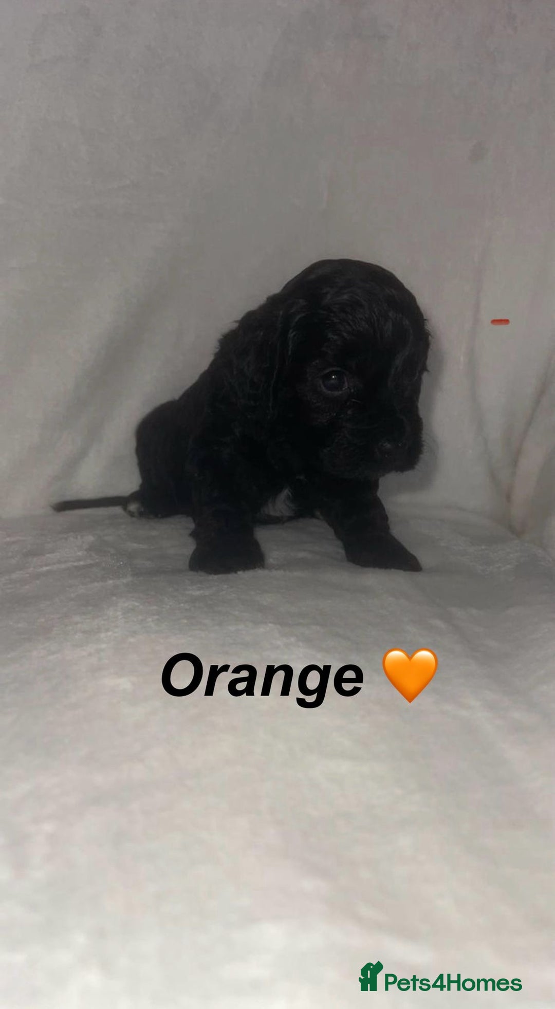 Cockapoo dogs for sale: Cockapoo Puppies Looking For Their Forever Homes💕 - Advert 5