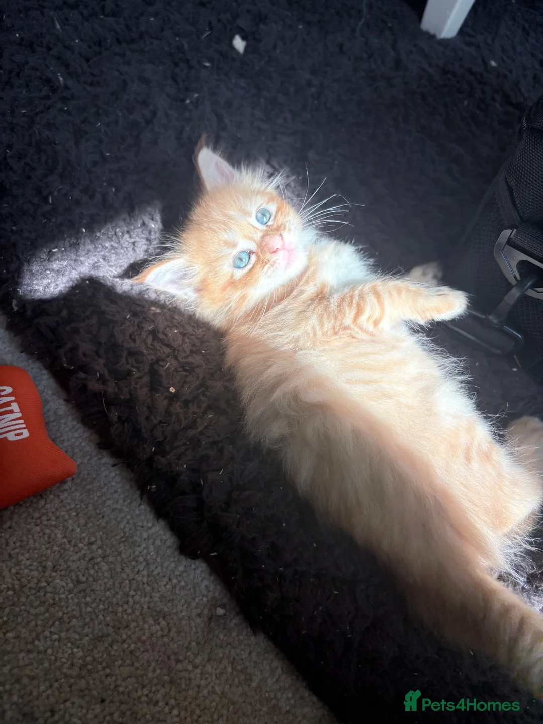 Maine Coon cats for sale: Half Mainecoon - Advert 2