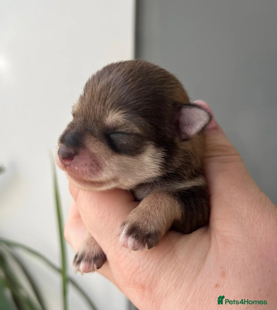 Miniature Schnauzer dogs for sale: KC BVA/MAC Choc/Pepper Black Miniature Schnauzers  - Advert 10