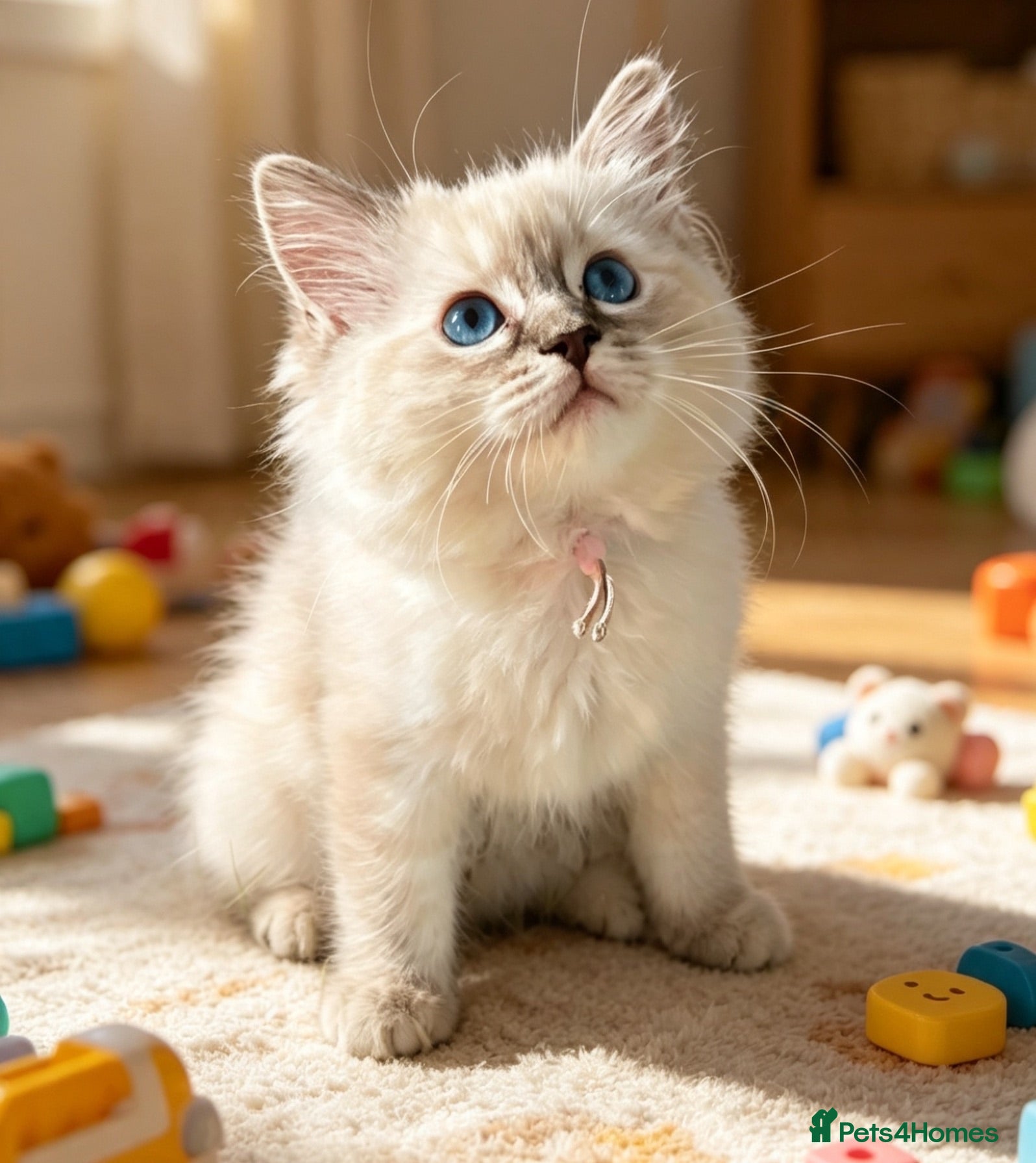 Ragdoll cats Seal Tabby colourpoint ( last one )  - Advert 15