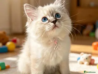 Ragdoll cats Seal Tabby colourpoint ( last one ) - Advert 1