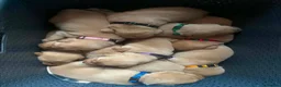 Labrador Retriever dogs for sale: KC REGISTERED WORKING LINE YELLOW LABRADOR PUPS - Advert 4