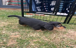 Miniature Dachshund dogs for sale: Miniature Long Haired black & tan bitch - Image 4