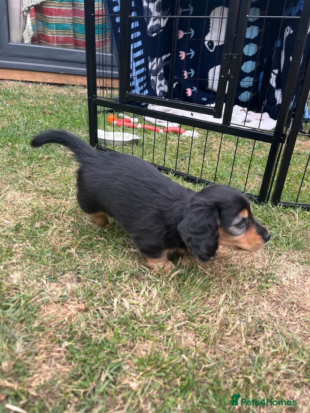 Miniature Dachshund dogs for sale: Miniature Long Haired black & tan bitch - Image 4