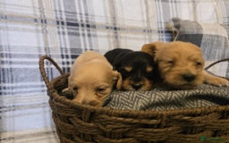 Miniature Dachshund dogs for sale: Long-hair miniature Duchshund - Image 3