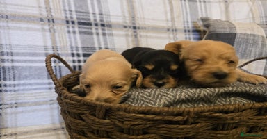 Miniature Dachshund dogs - Advert 5