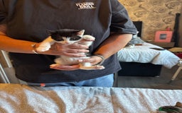 British Shorthair cats for sale: Kittens for sale  - Image 25