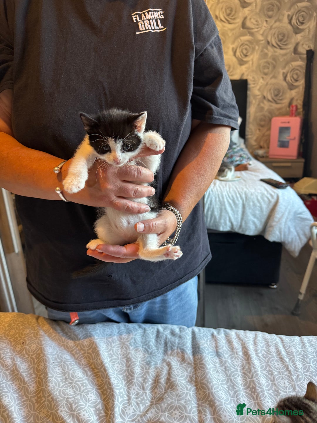 British Shorthair cats for sale: Kittens for sale  - Image 25