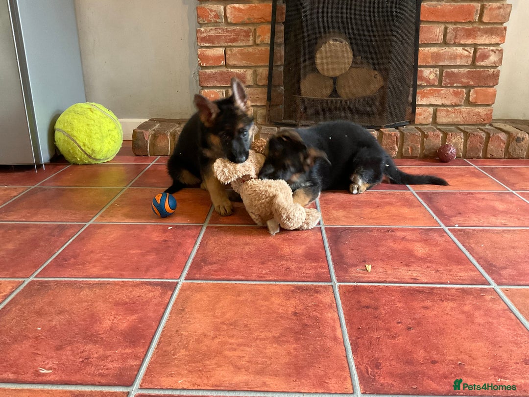 German Shepherd dogs for sale: 25 years experience  breeding German Shepherds - Image 28