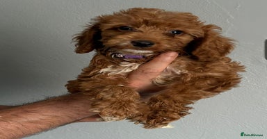 Cockapoo dogs - Advert 1