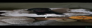 Labrador Retriever 5