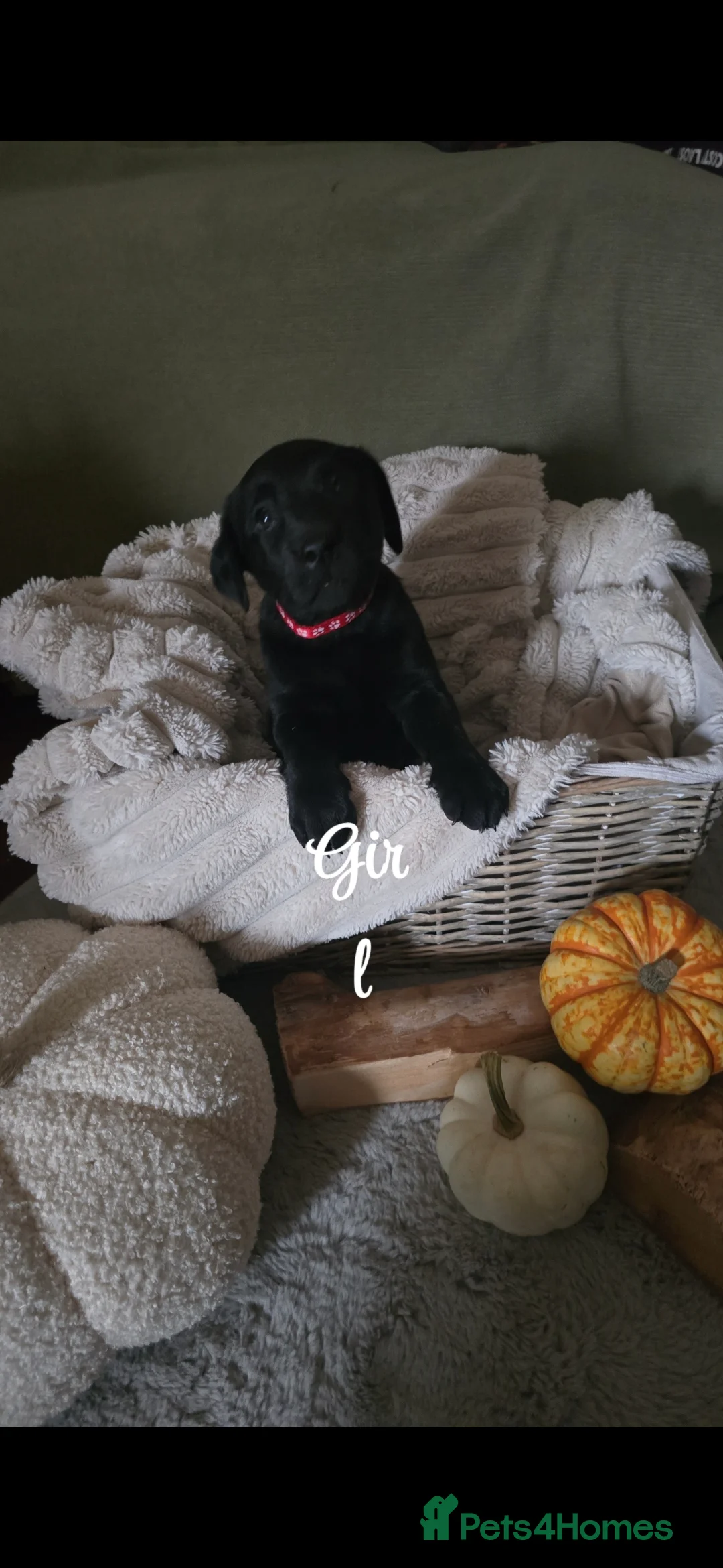 Labrador Retriever dogs for sale: Lovely playfull kc labrador puppies for sale - Advert 2