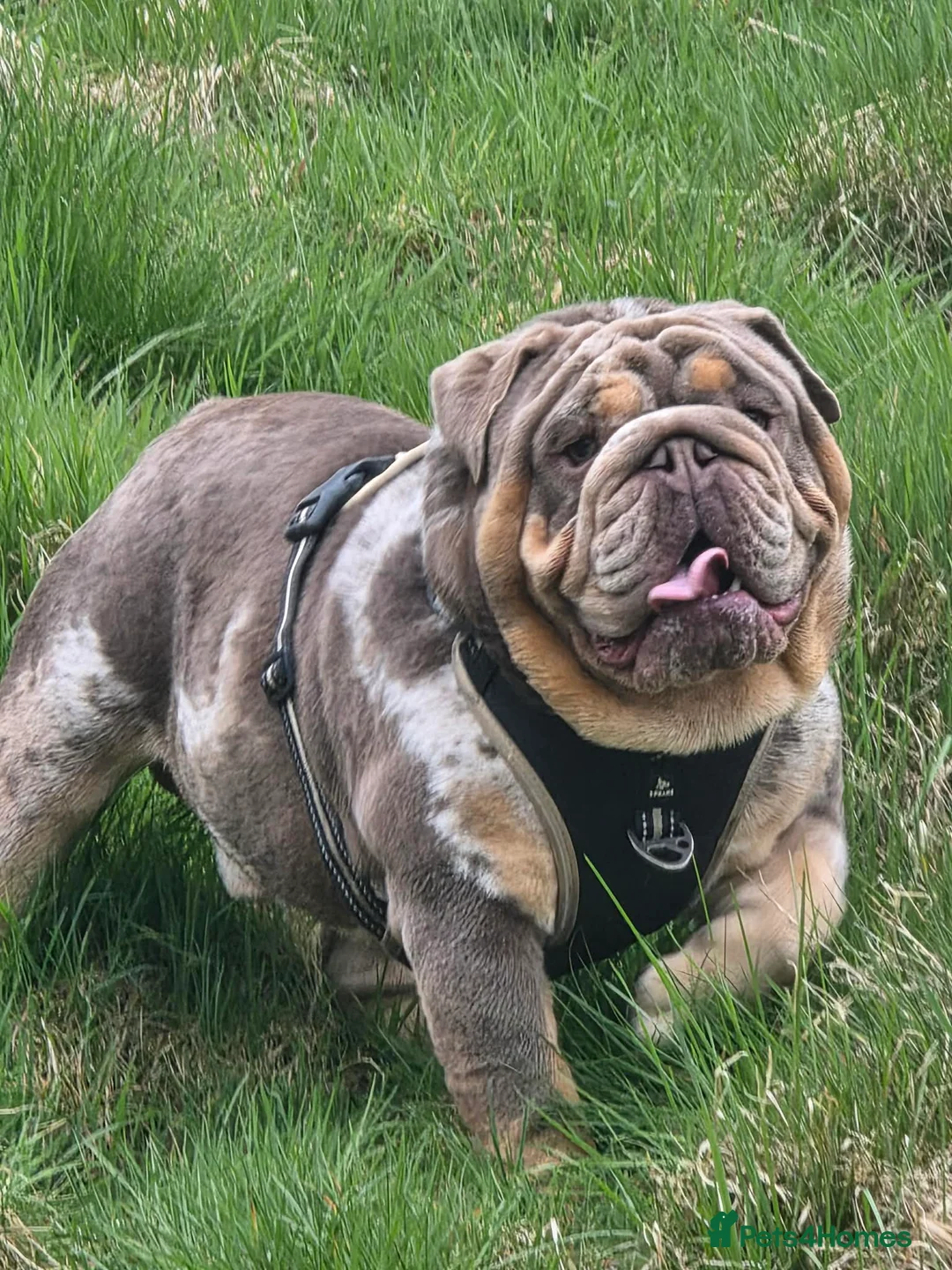 English Bulldog dogs for stud: British bulldog for stud - Advert 1