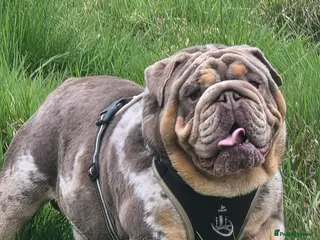 English Bulldog dogs British bulldog for stud - Advert 3