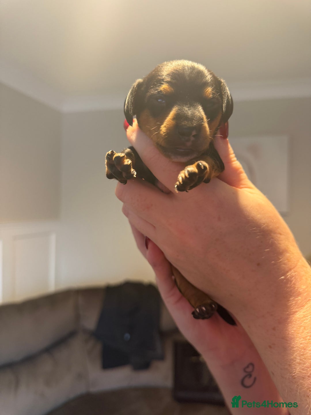 Mixed Breed dogs for sale: Doxie pin puppies - Advert 3