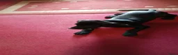 Springador dogs for sale: Beautiful springadors, 6 boys 2 girls.  - Advert 2