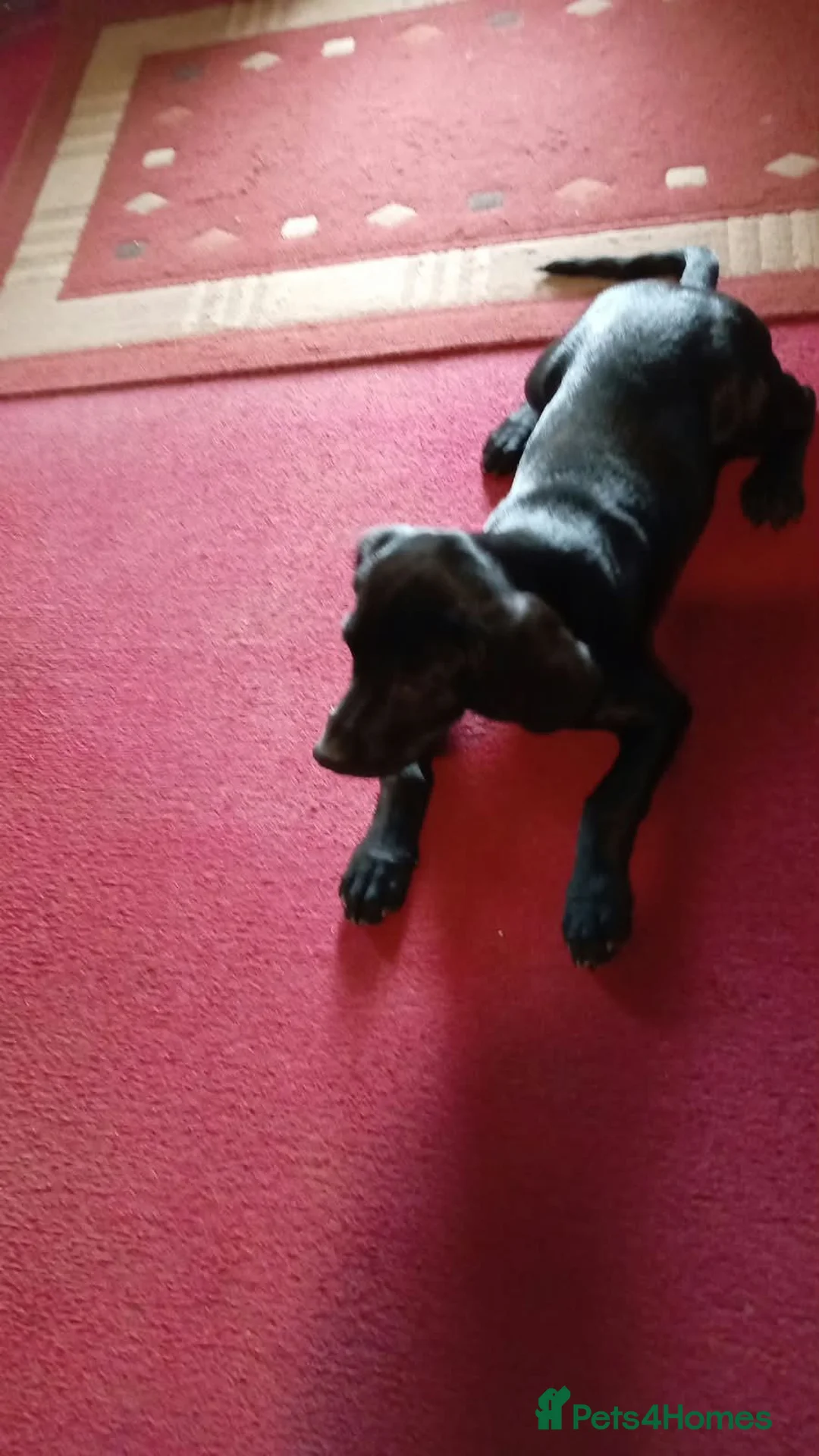 Springador dogs for sale: Beautiful springadors, 6 boys 2 girls.  - Advert 2