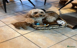 Cavapoo dogs for sale: ✨ Dark Red Cavapoo Puppies ✨** - Image 12